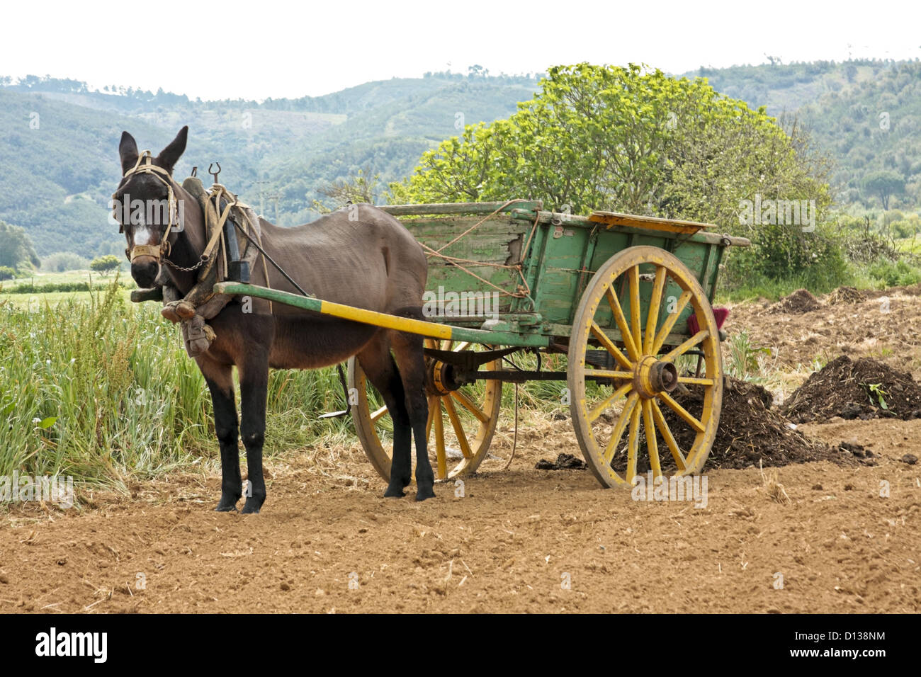 Agricoltura in una vecchia maniera in Portogallo Foto Stock