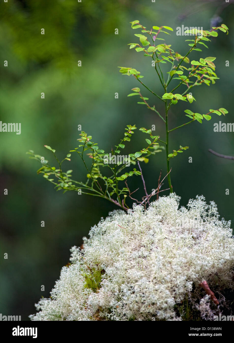 Moss e Hibiscus crescente. Foto Stock