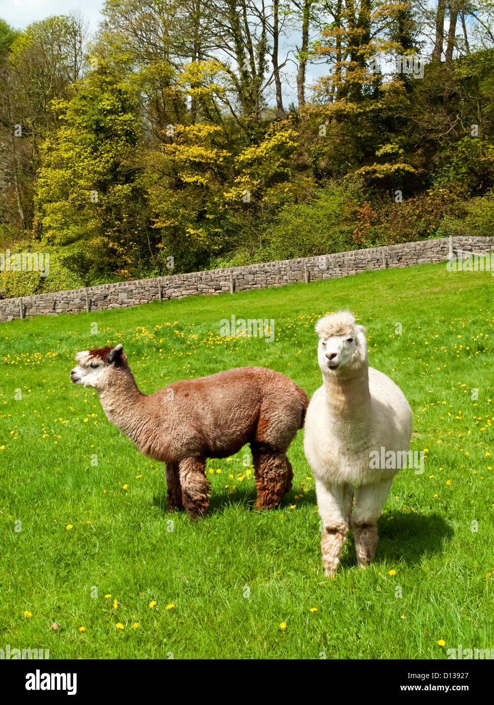 Coppia di Alpaca Vicugna pacos una specie animali domestiche di South American camelid pascolare in un campo di erba Foto Stock