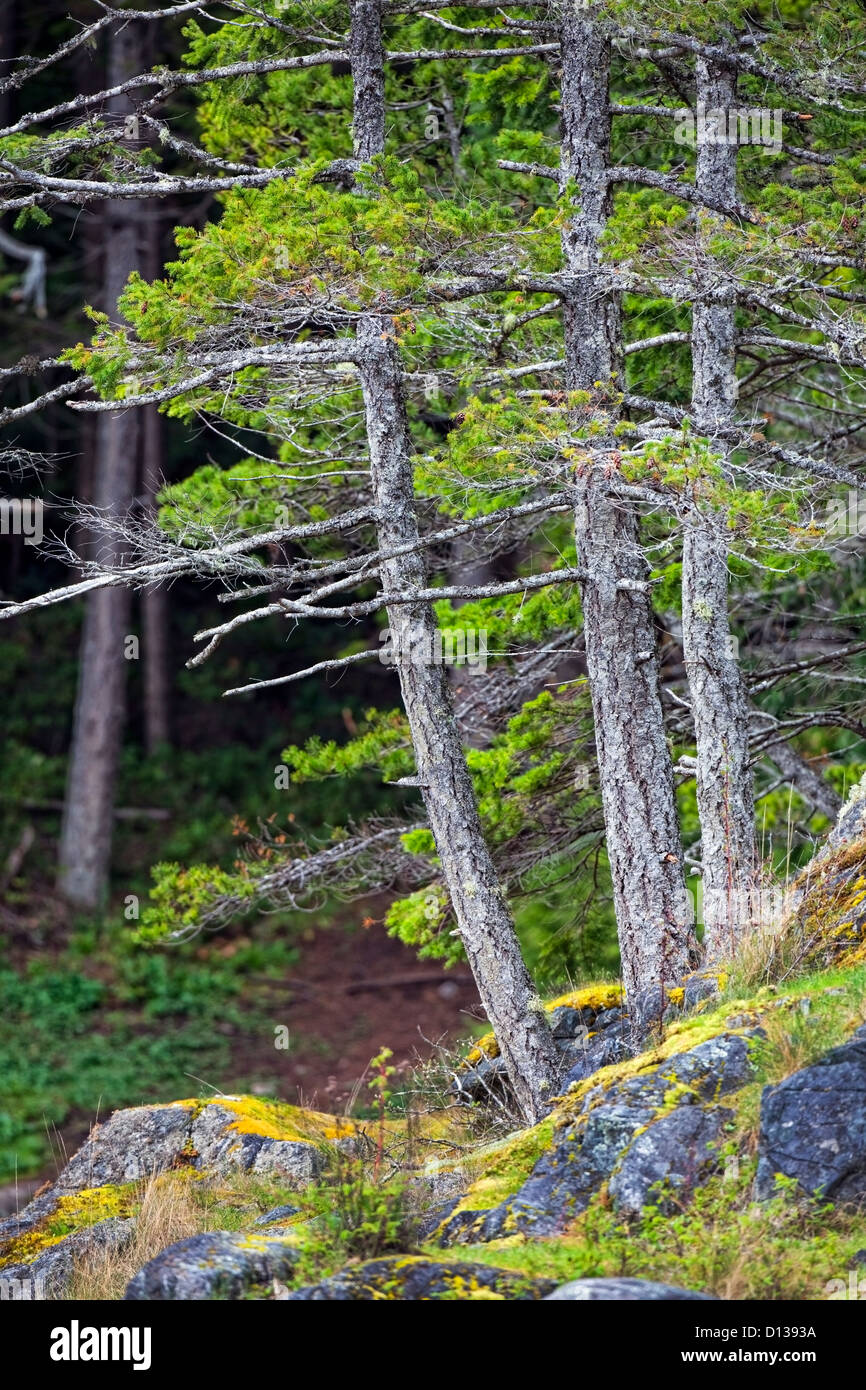 Alberi sul percorso a Smuggler's Cove Parco Provinciale,British Columbia,BC,Canada Foto Stock