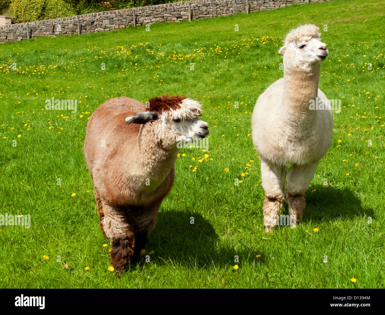 Coppia di Alpaca Vicugna pacos una specie animali domestiche di South American camelid pascolare in un campo di erba Foto Stock