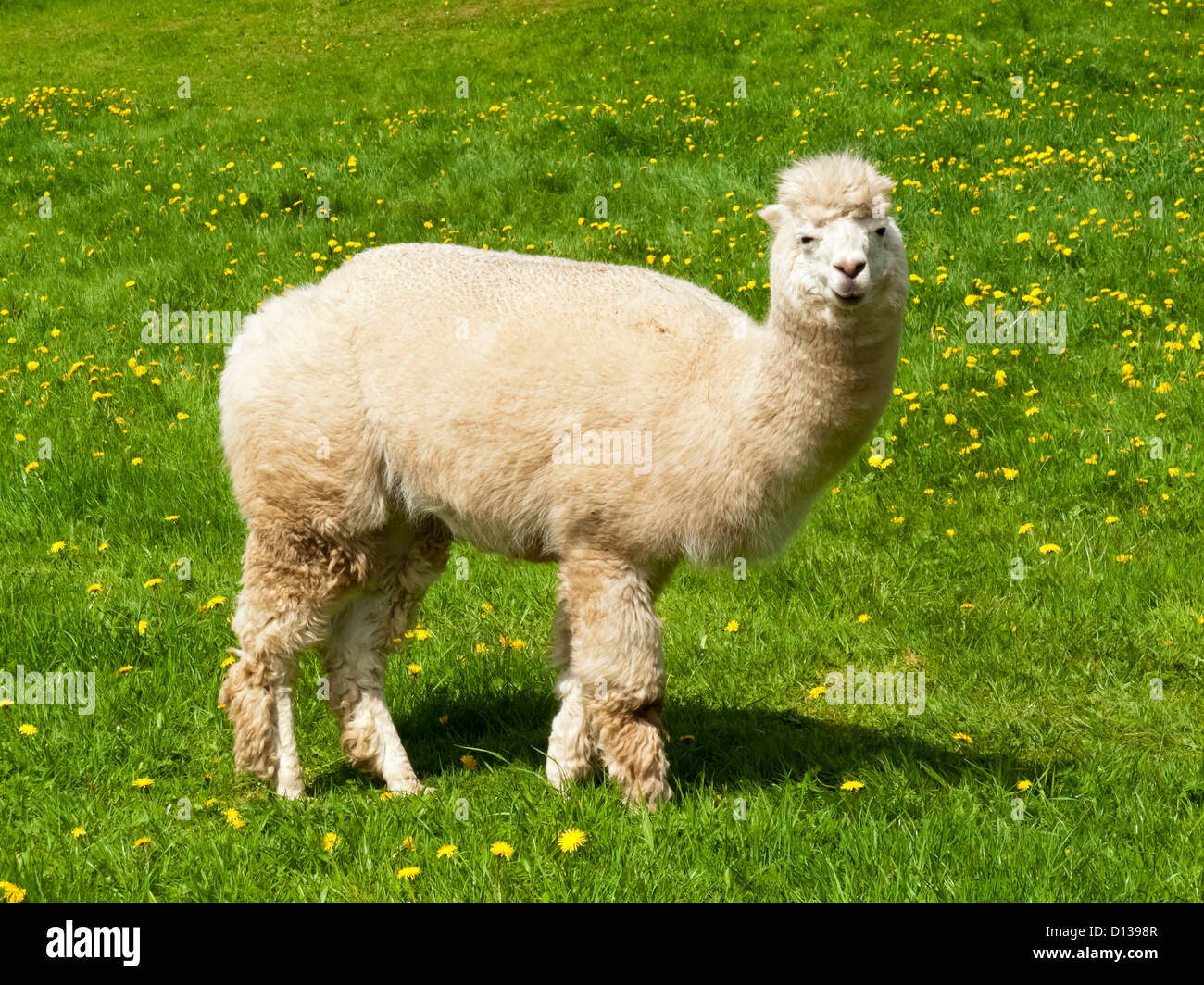 Alpaca Vicugna pacos una specie animali domestiche di South American camelid pascolare in un campo di erba Foto Stock