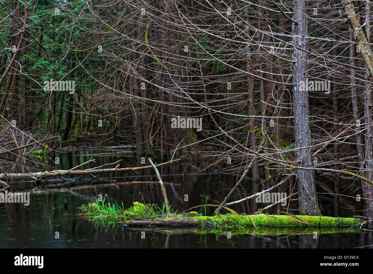 Alberi in palude in Smuggler's Cove parco provinciale Foto Stock
