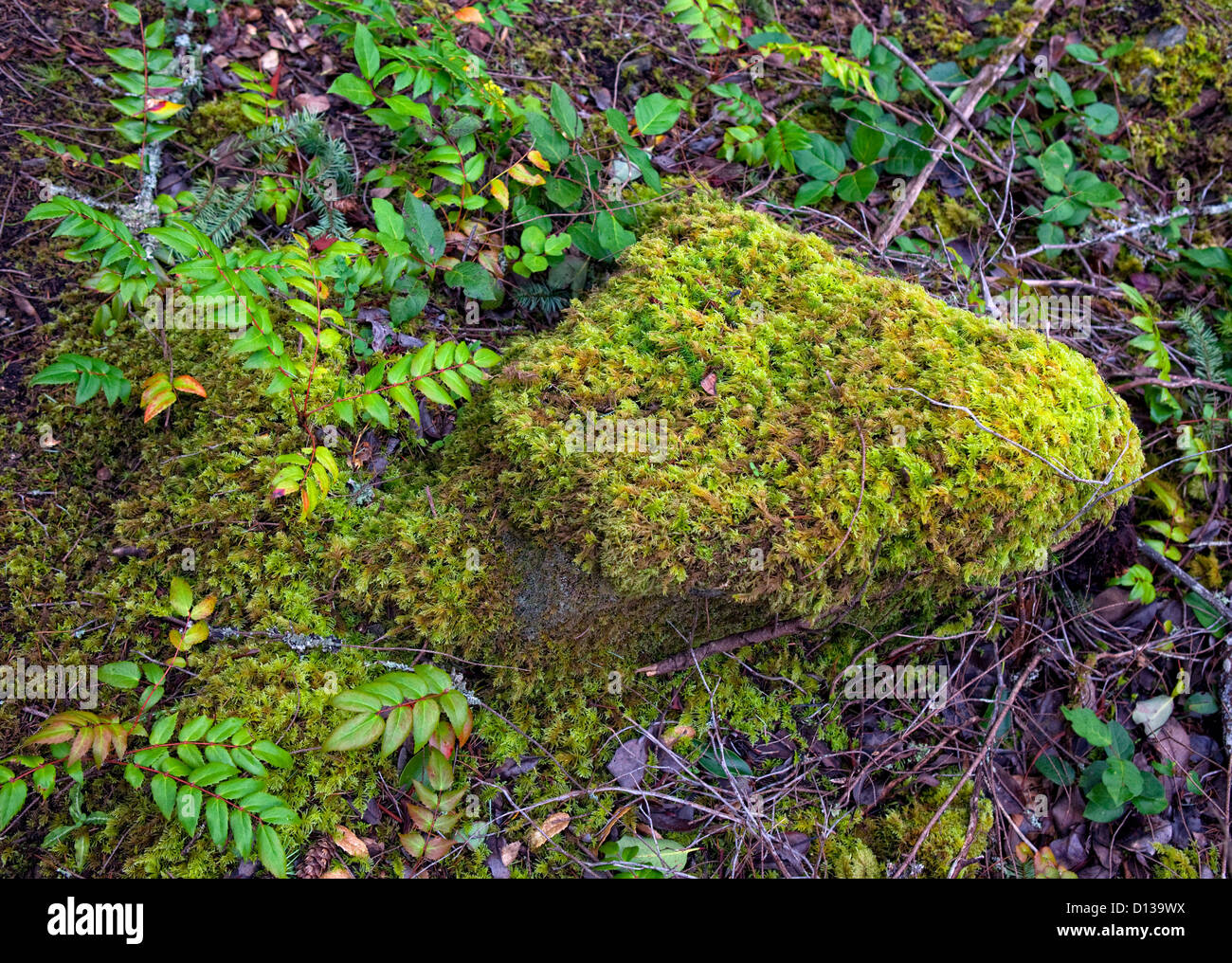 Mossy rock sul suolo della foresta, nel Nordovest del Pacifico,Canda Foto Stock