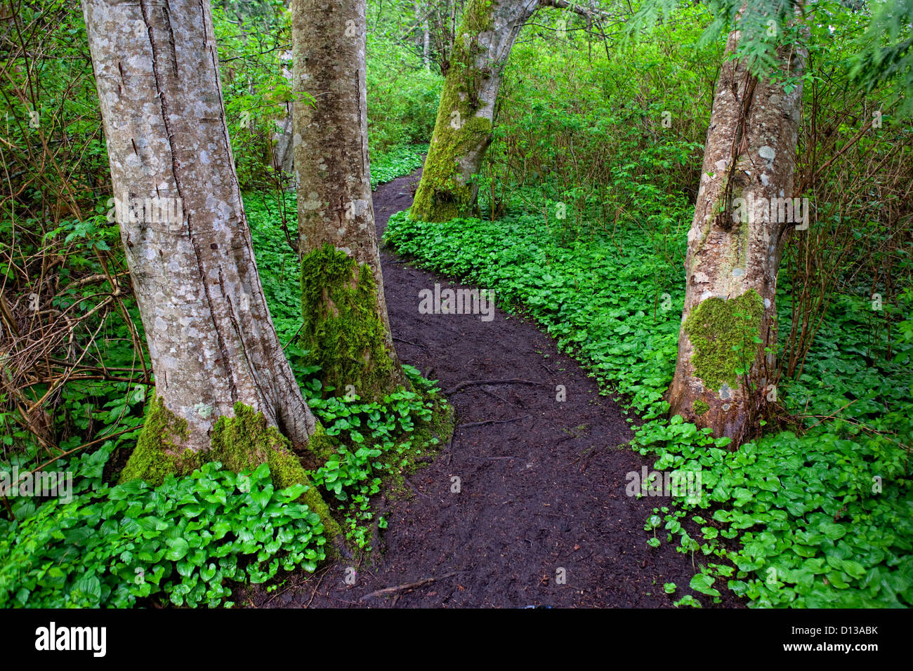 Sentiero nella foresta. Foto Stock
