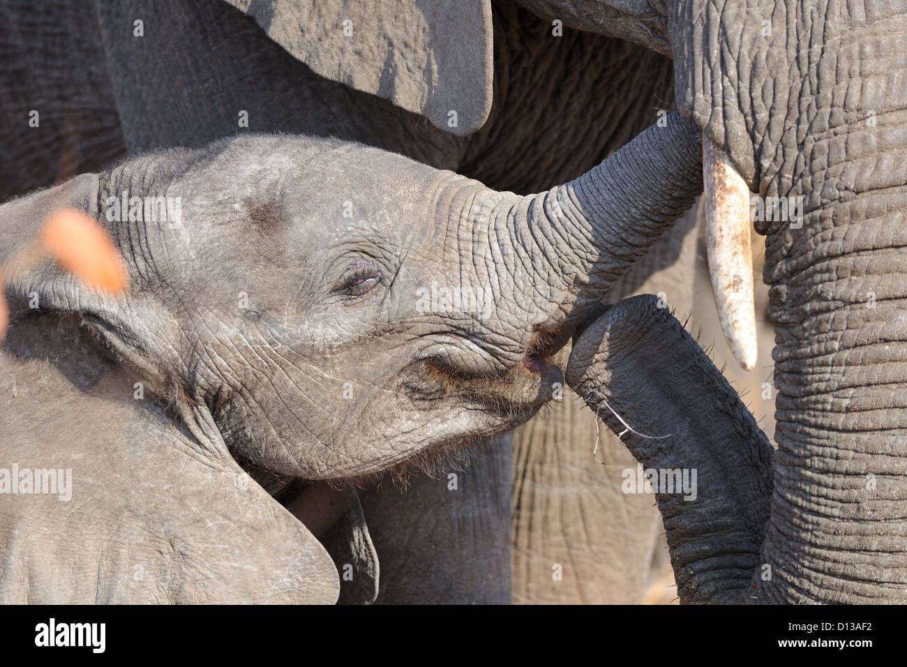 Bush africano elefanti(Loxodonta africana), madre e del polpaccio, Kruger National Park, Sud Africa e Africa Foto Stock
