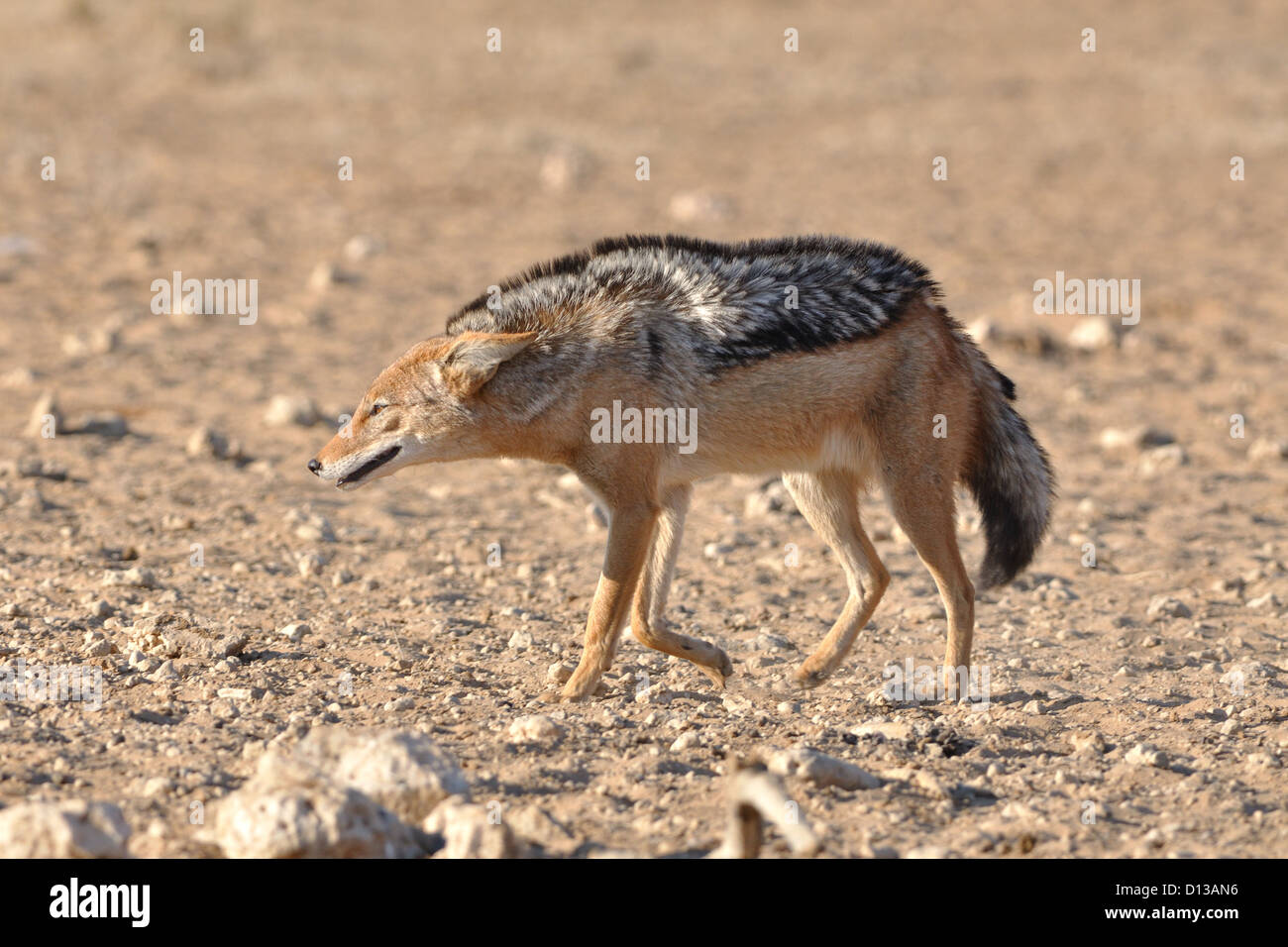 Nero-backed jackal (Canis mesomelas), camminando sulla terra arida, Kgalagadi Parco transfrontaliero, Northern Cape, Sud Africa e Africa Foto Stock