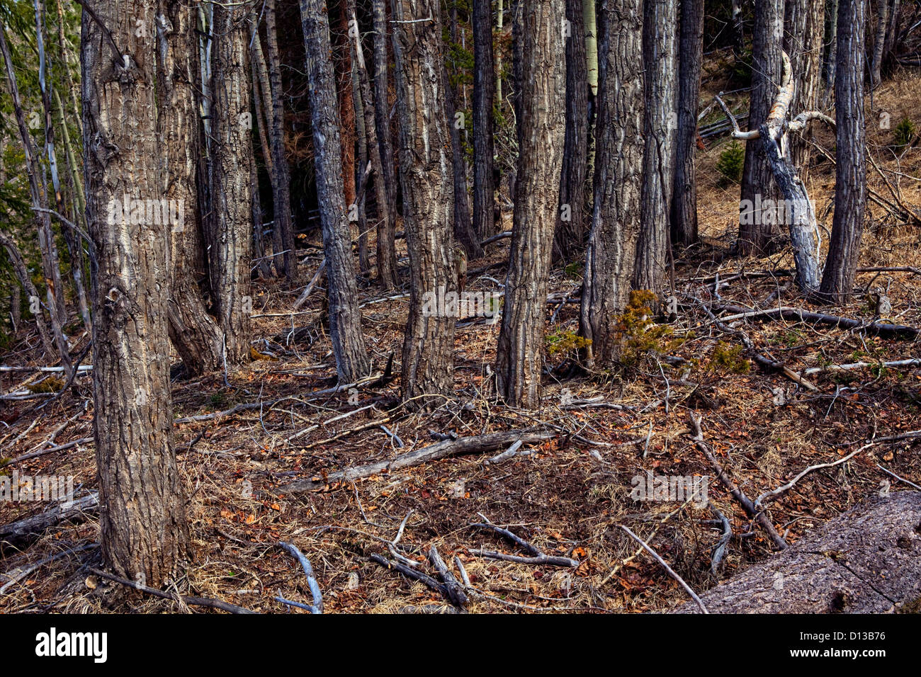 Tronchi di alberi in foresta Foto Stock