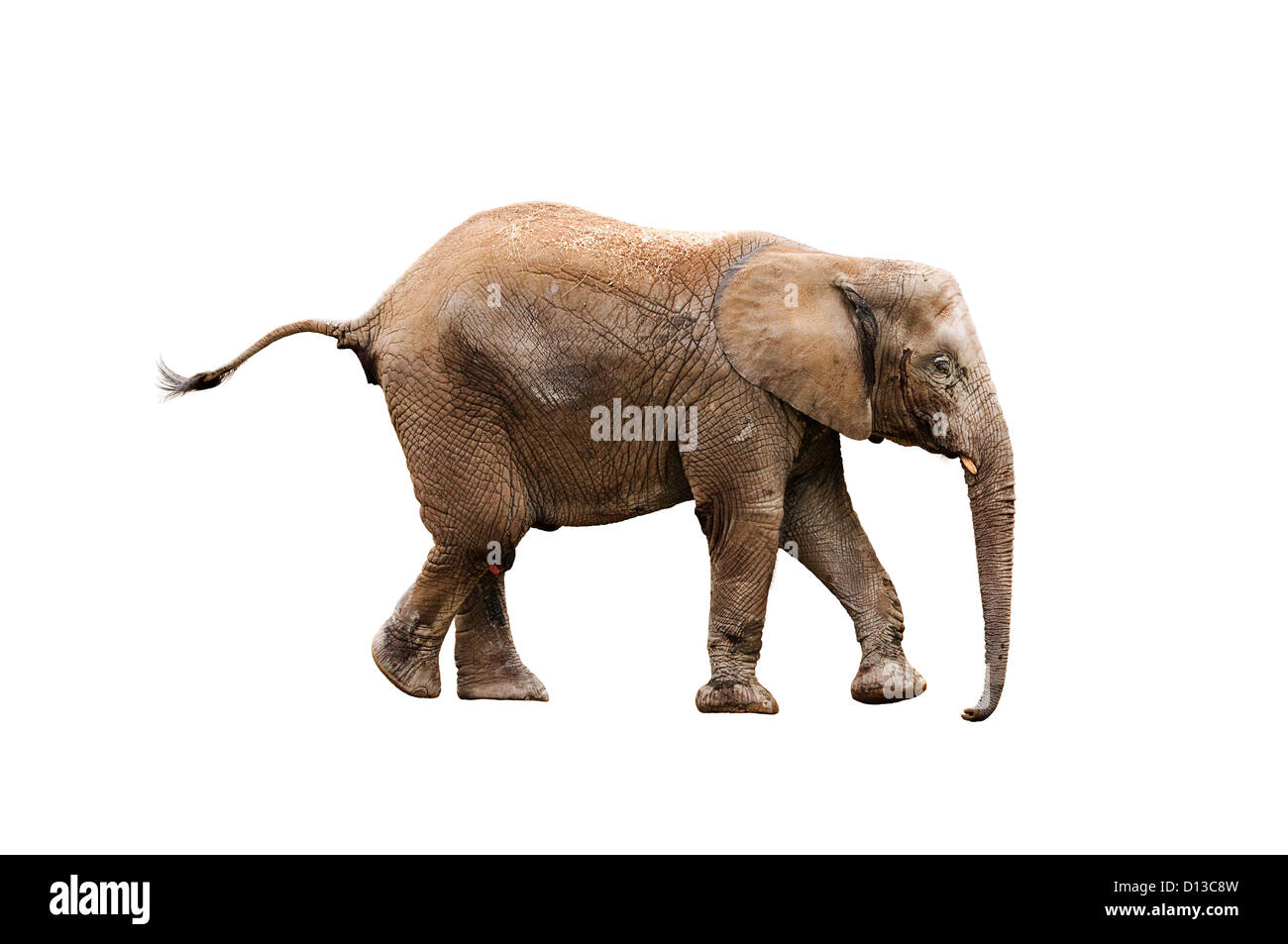 Giovane elefante isolato su bianco con percorso cliping Foto Stock