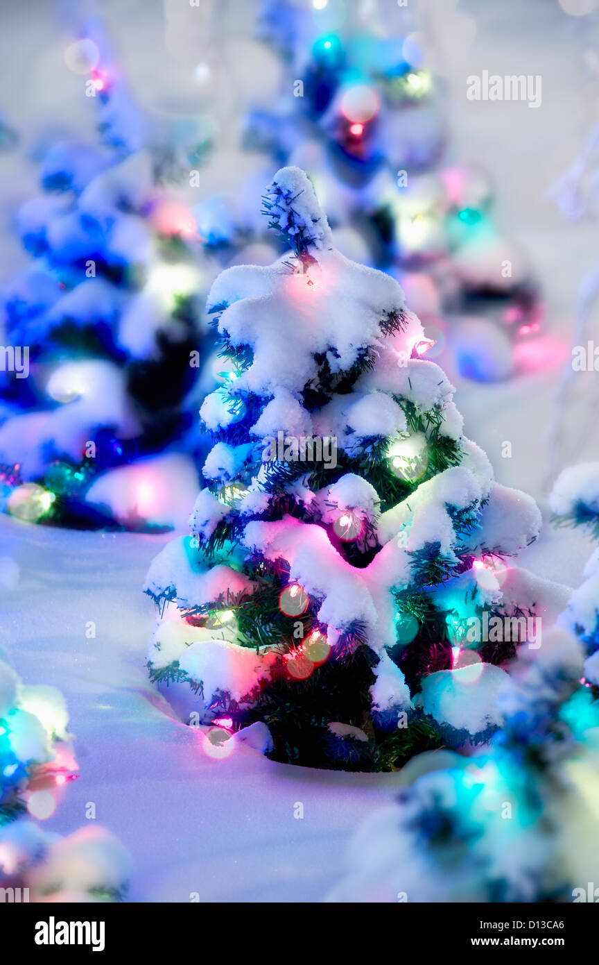 Piccoli Alberi di Natale con luci colorate e coperti di neve; Edmonton Alberta Canada Foto Stock