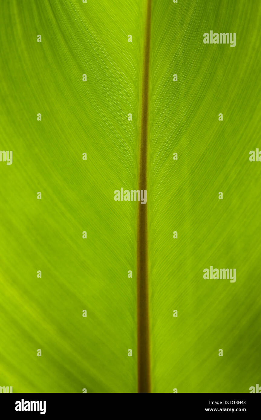 Kanna foglia verde close-up sfondo astratto Foto Stock