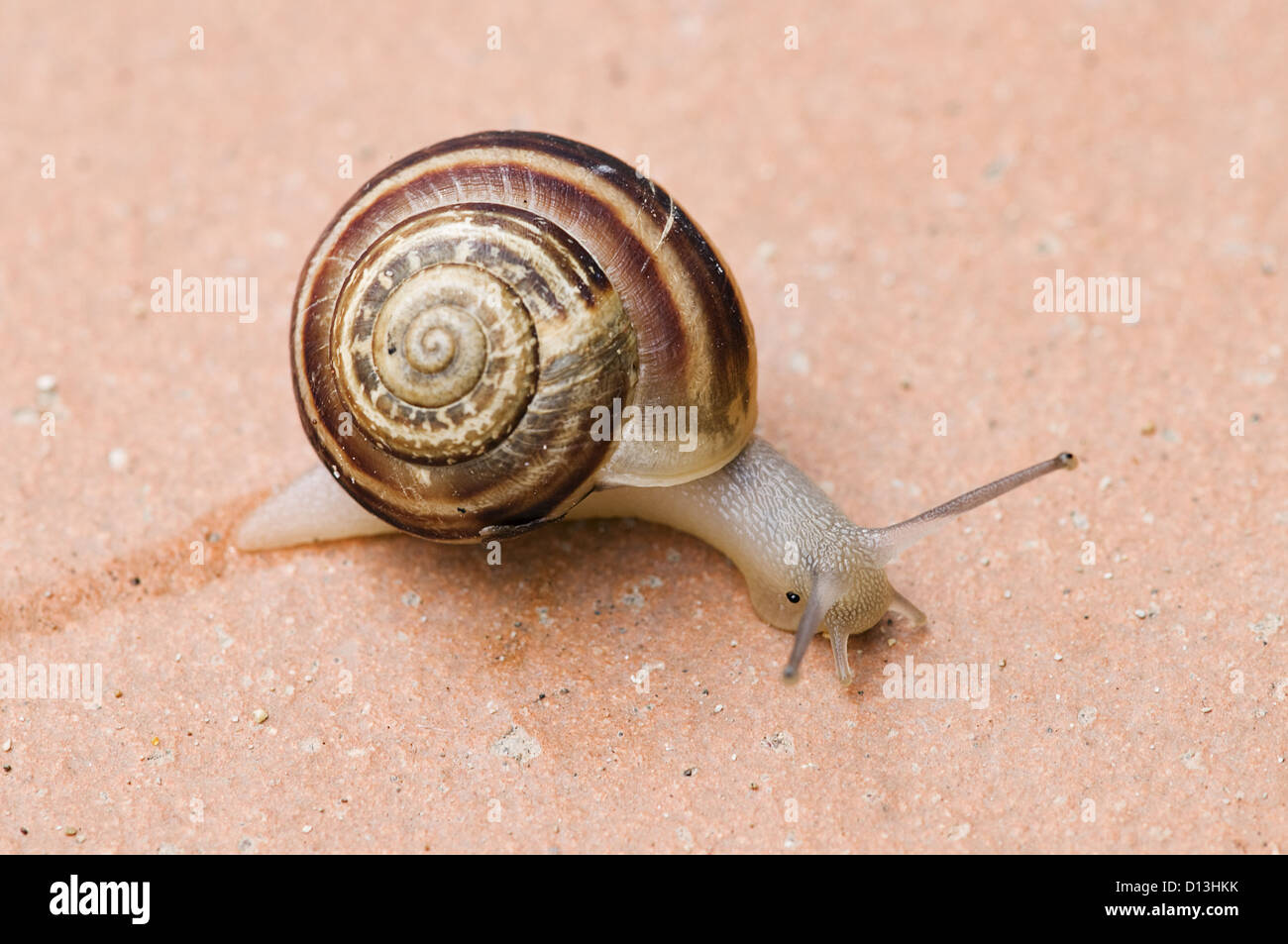 Va a passo di lumaca sul pavimento in ceramica Foto Stock