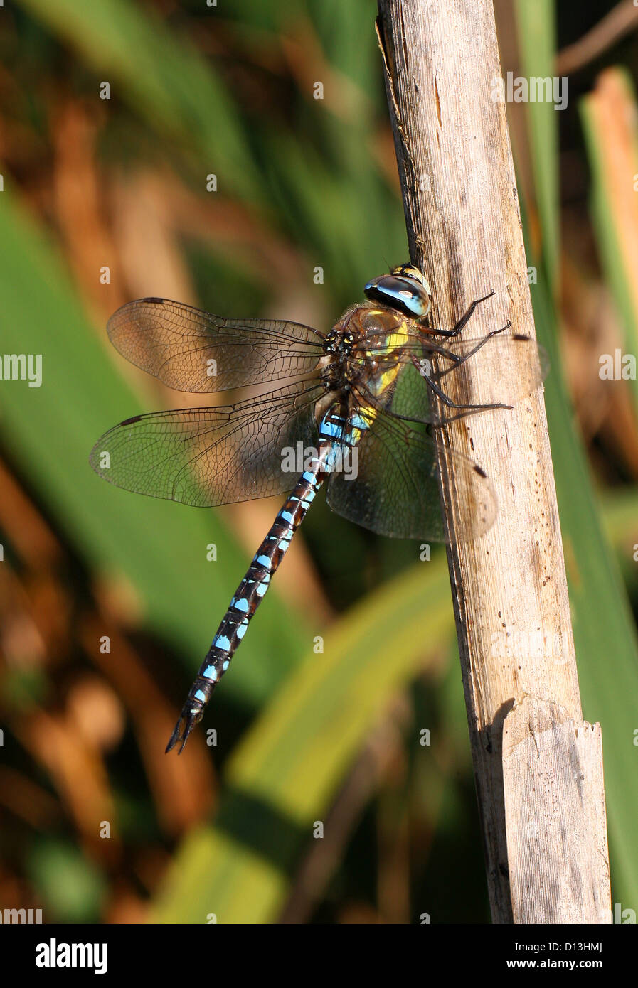 Maschio o scarse Hawker migranti Dragonfly, Aeshna mixta Aeshnidae, Anisoptera, odonati. Foto Stock