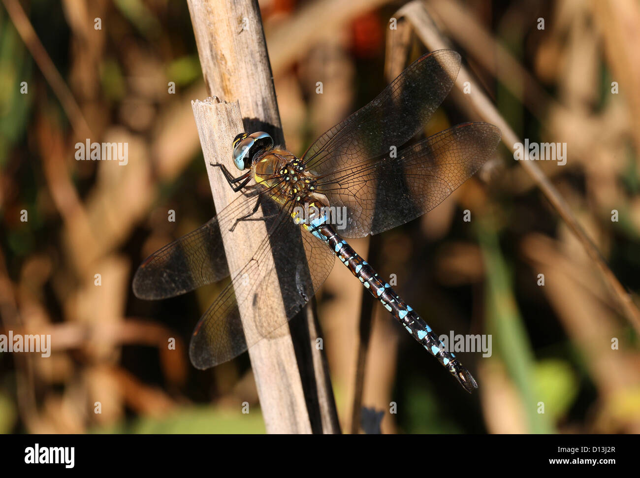 Maschio o scarse Hawker migranti Dragonfly, Aeshna mixta Aeshnidae, Anisoptera, odonati. Foto Stock