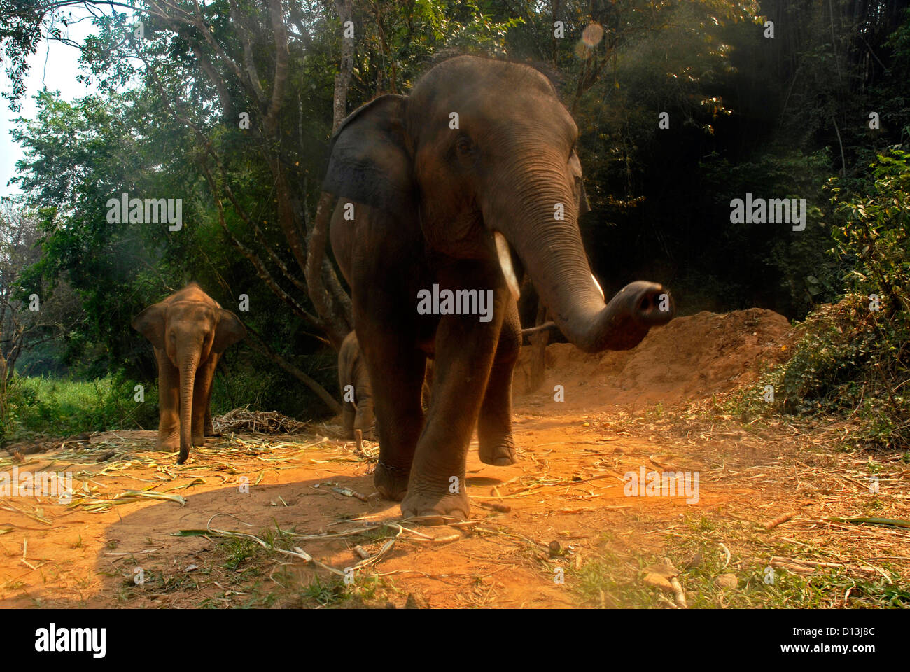 Escursione, elefanti, fiume Ruak. Hotel, Anantara. Triangolo Dorato, Ban Sop Ruak, Chiang Rai, Thailandia, Asia Foto Stock