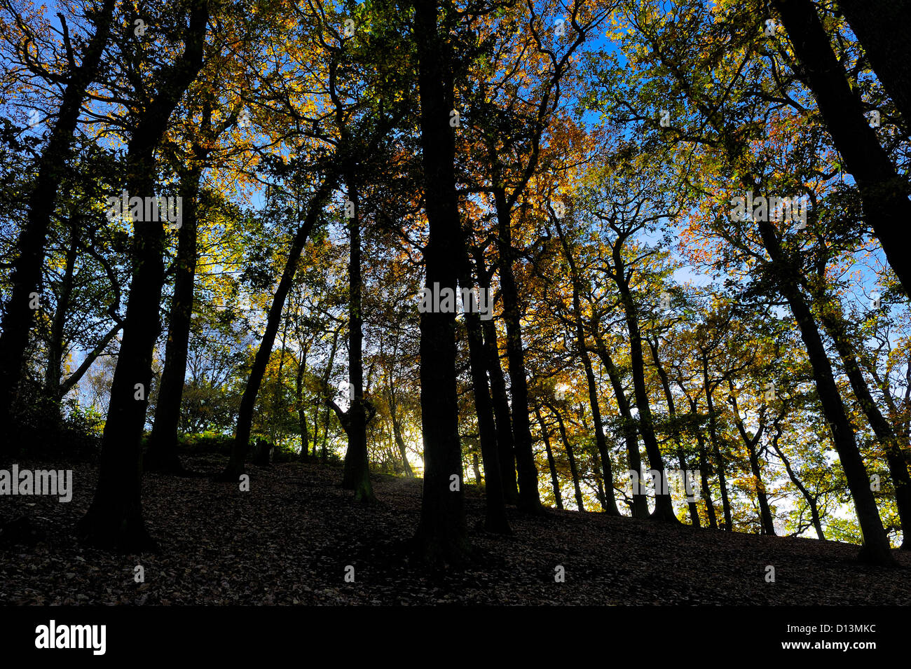 Autunno sunrise in una foresta locale England Regno Unito Foto Stock