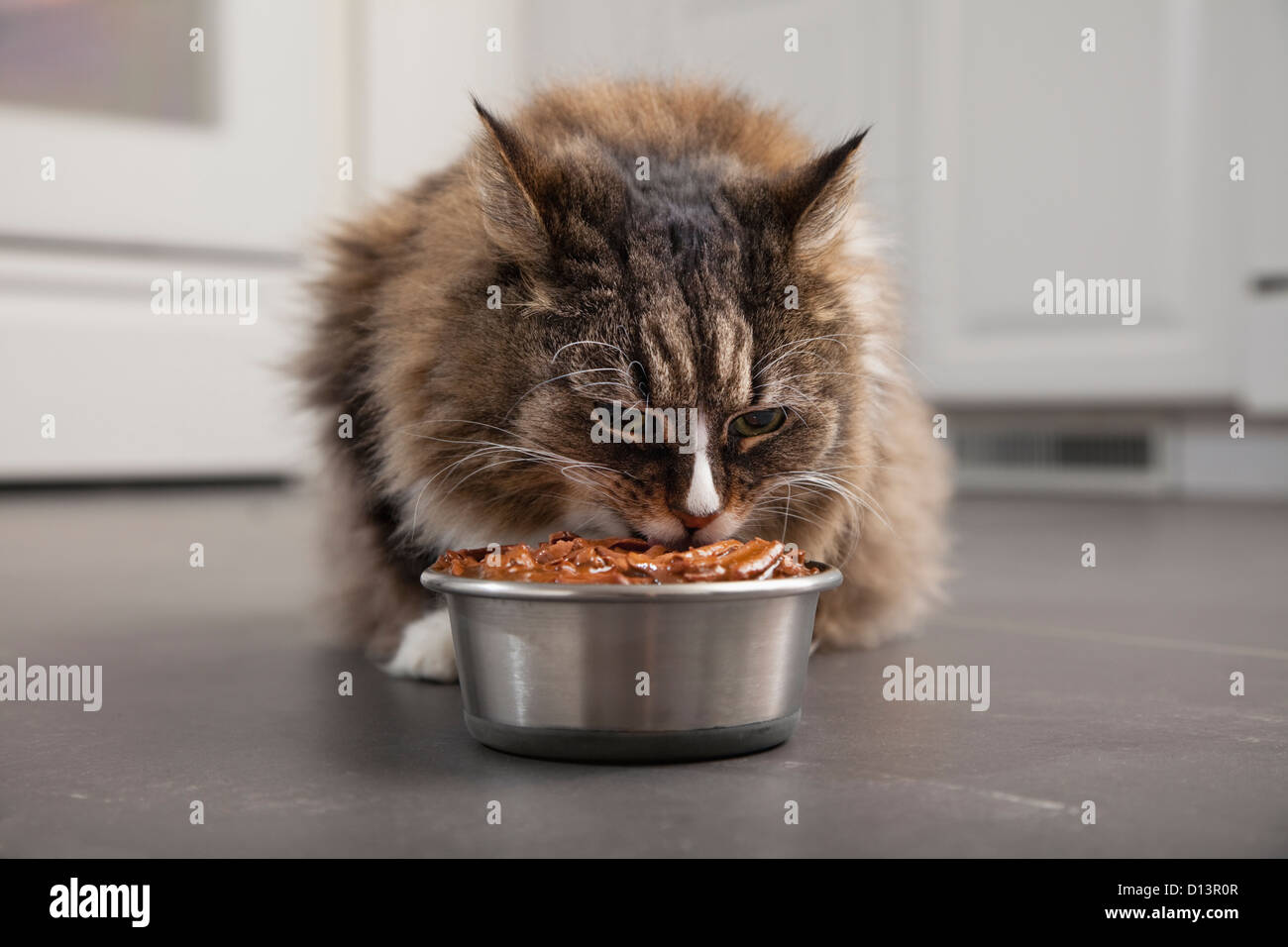 Stati Uniti d'America, Illinois, Metamora, Cat nella parte anteriore del recipiente con il cibo Foto Stock