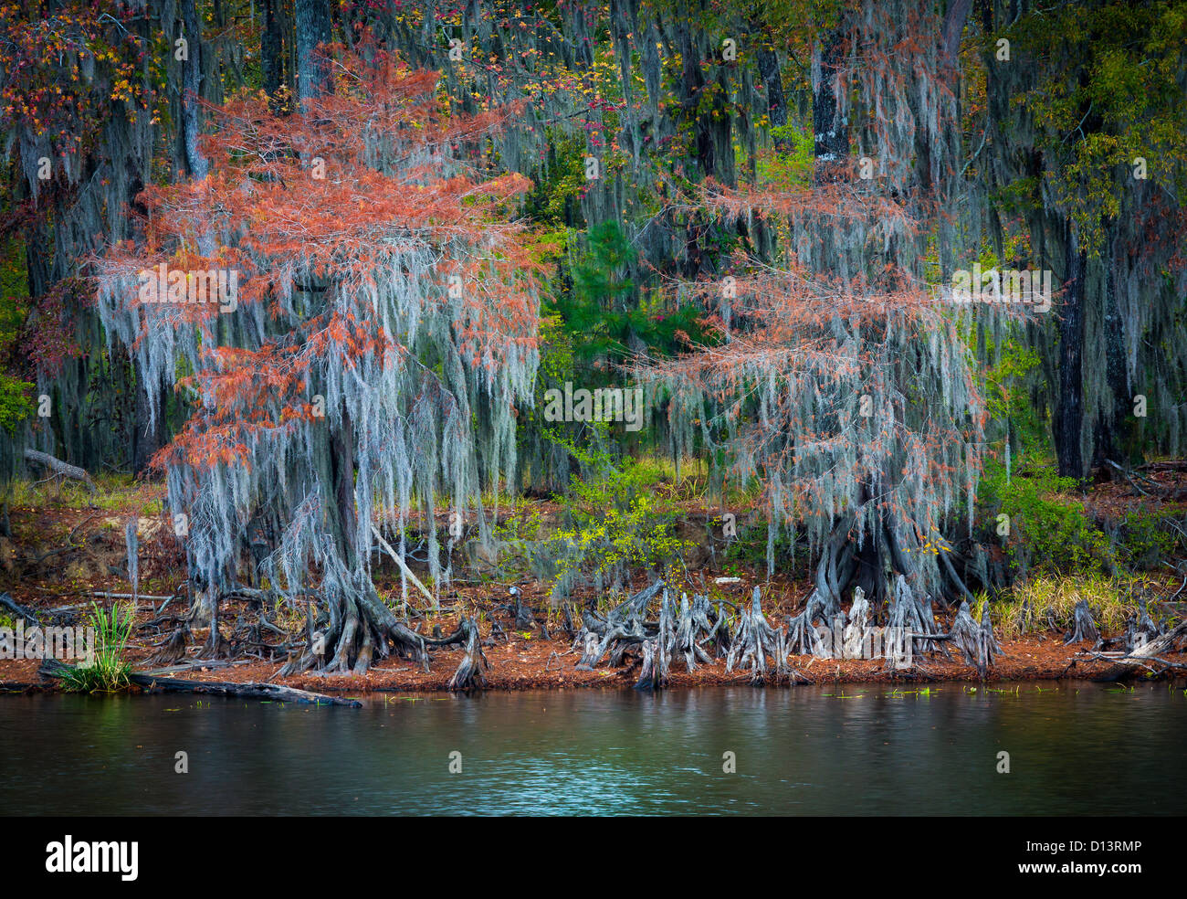 Alberi in autunno a colori Caddo Lake State Park, Texas Foto Stock