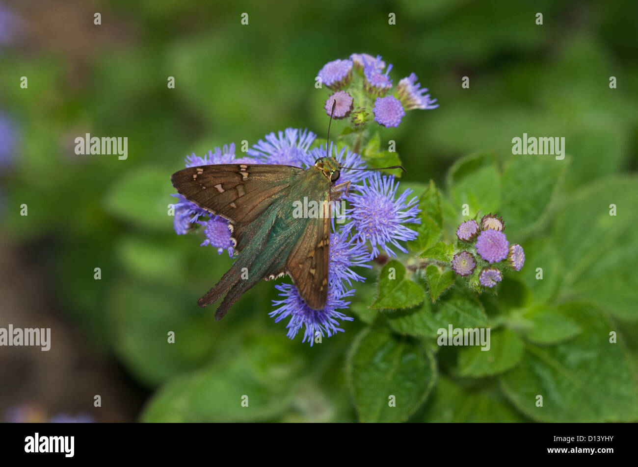 Lunga coda di skipper butterfly Foto Stock