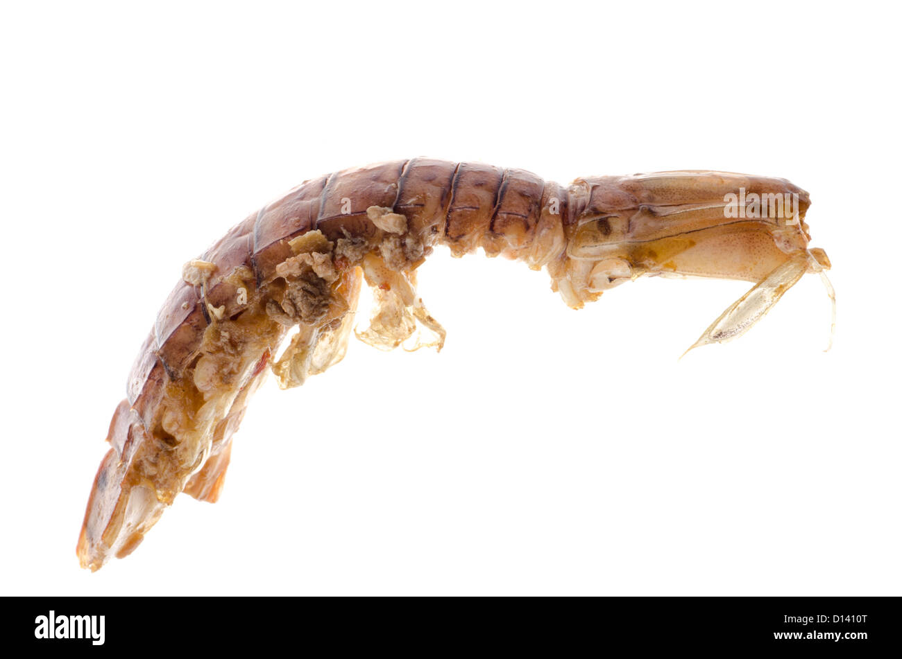 Animale di pesce canocchia isolato su bianco Foto Stock