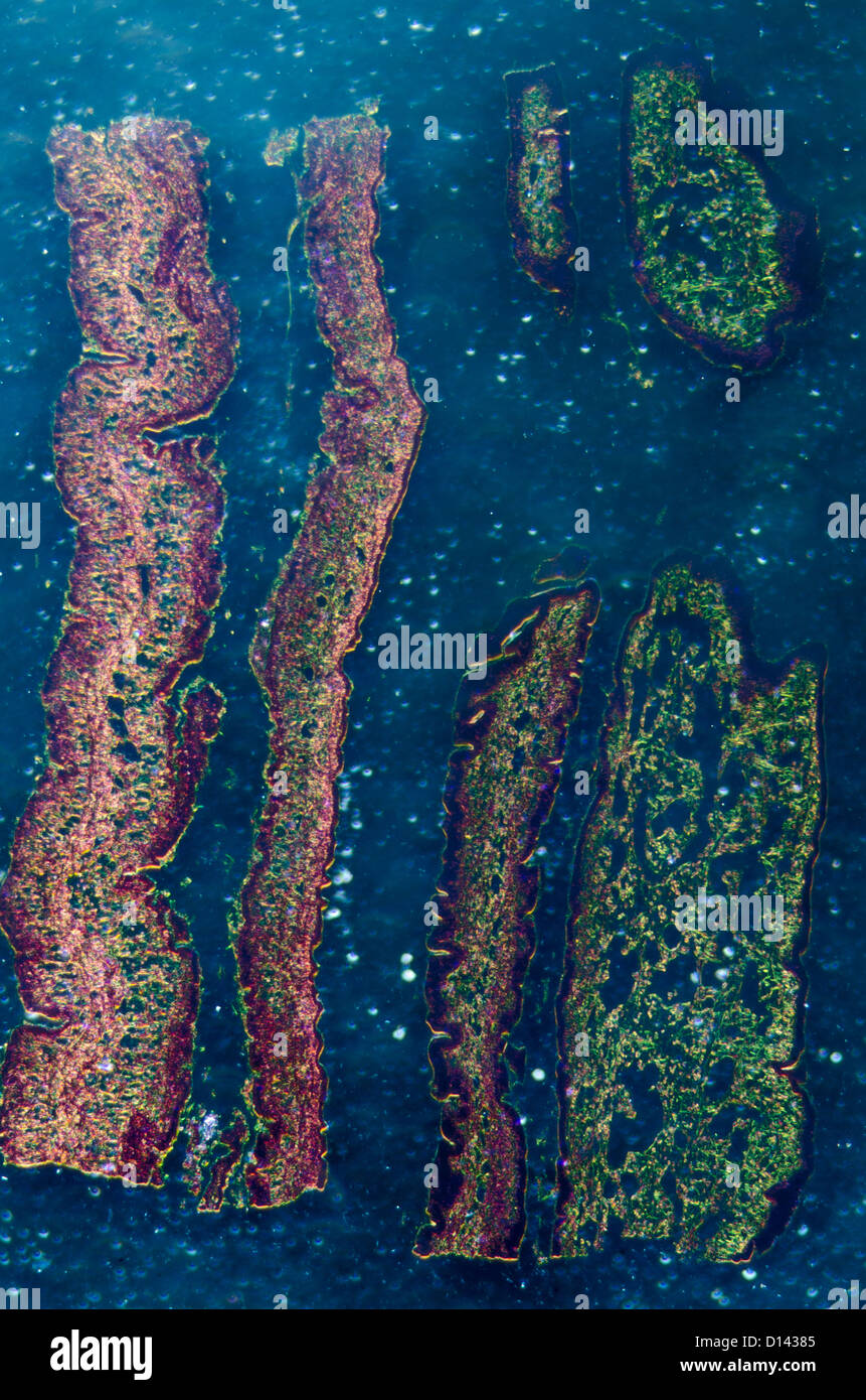 Micrografia di scienza medica cilliated epitelio di cellule di tessuto Foto Stock