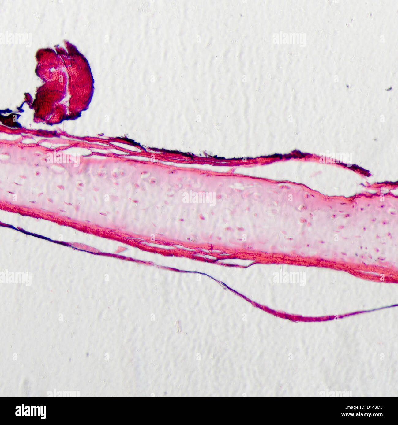 La scienza micrografia di osso osteocyte cellulare Foto Stock