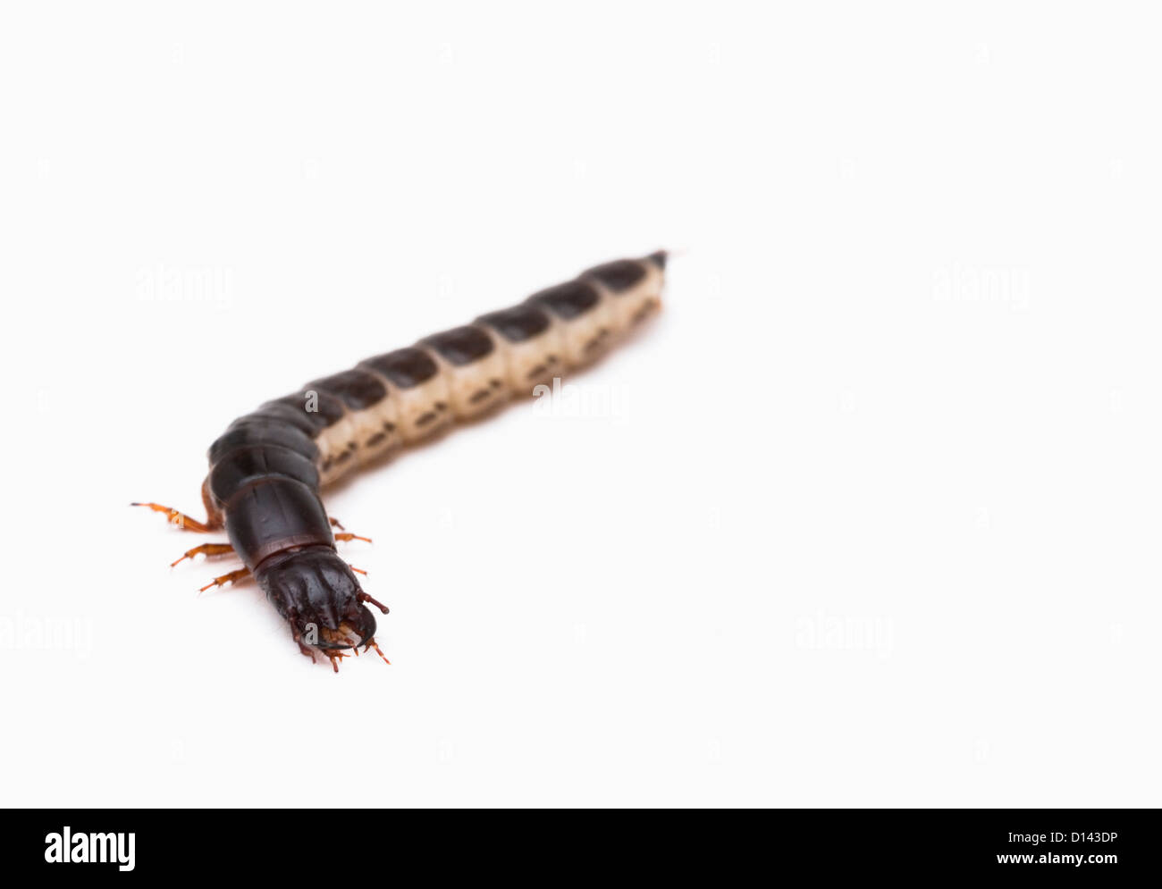 Studio shot di terreno beetle larva Foto Stock