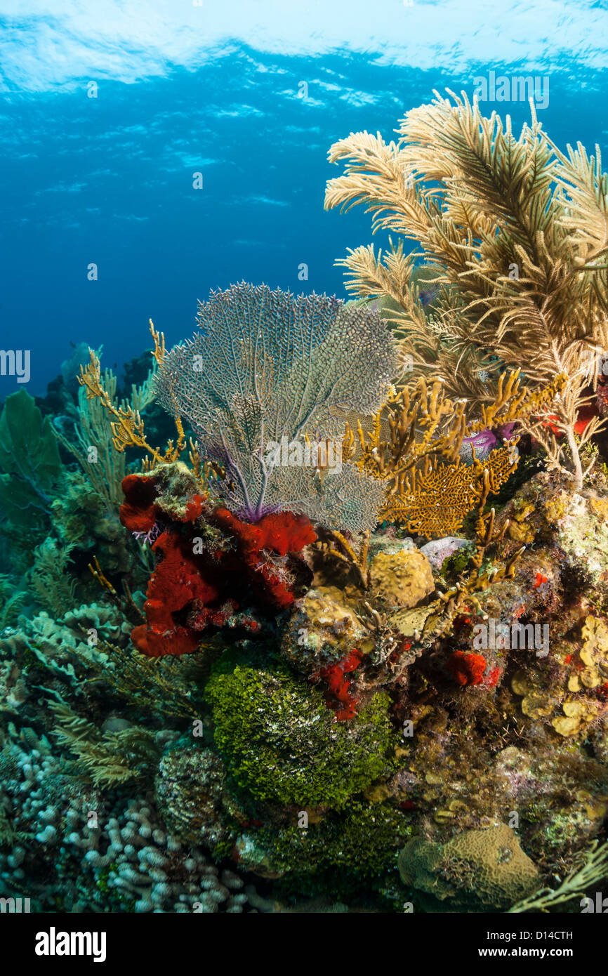 Coral reef underwater Foto Stock