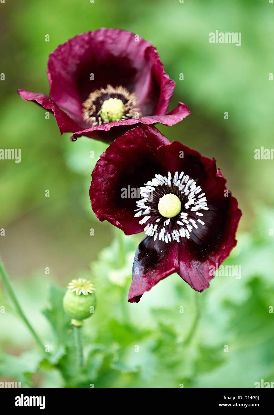 Close up di fiori viola all'aperto Foto Stock