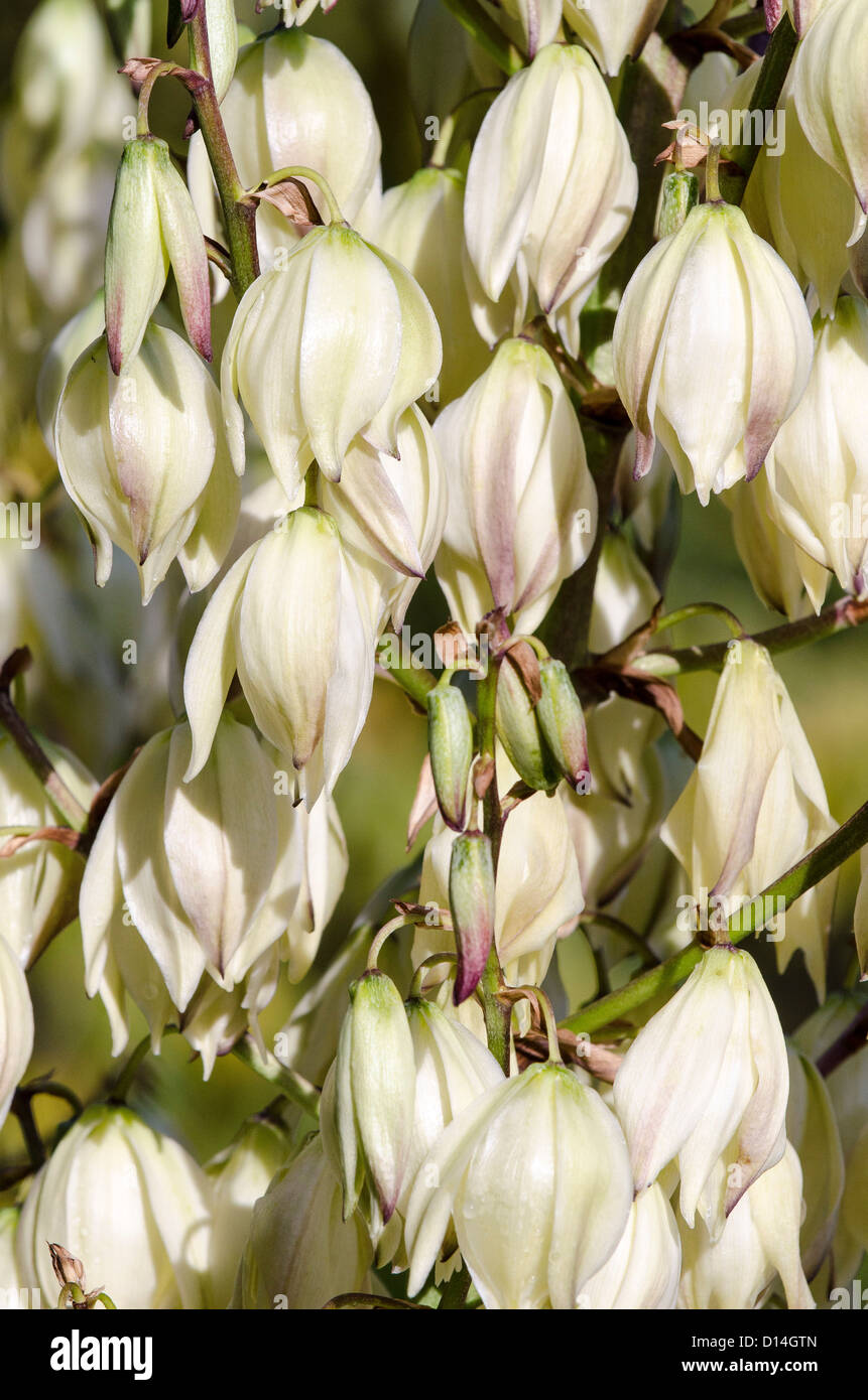 Yucca gloriosa Foto Stock