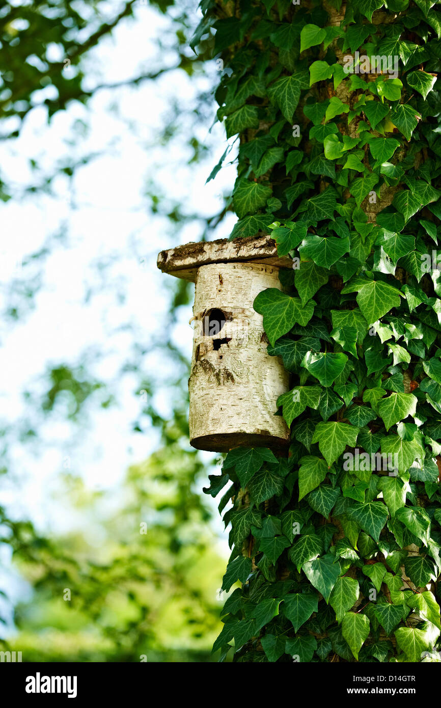 Arrotino manuale su ivy albero in cortile Foto Stock