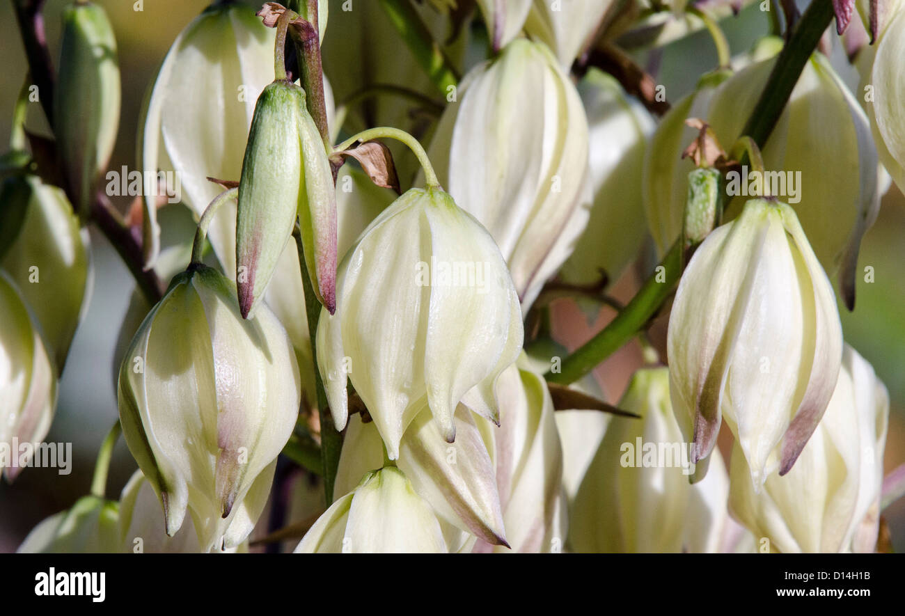 Yucca gloriosa Foto Stock