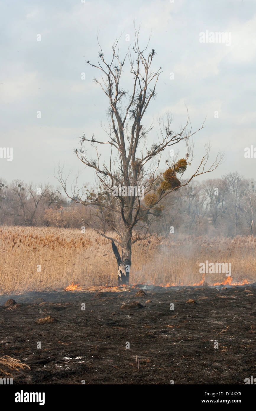 Bruciò vecchio albero sulla masterizzazione di canna da zucchero campo vicino al fiume Foto Stock