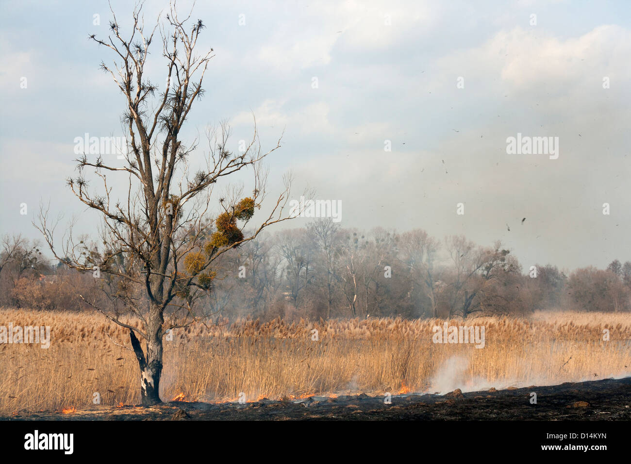 Bruciò vecchio albero sulla masterizzazione di canna da zucchero campo vicino al fiume Foto Stock