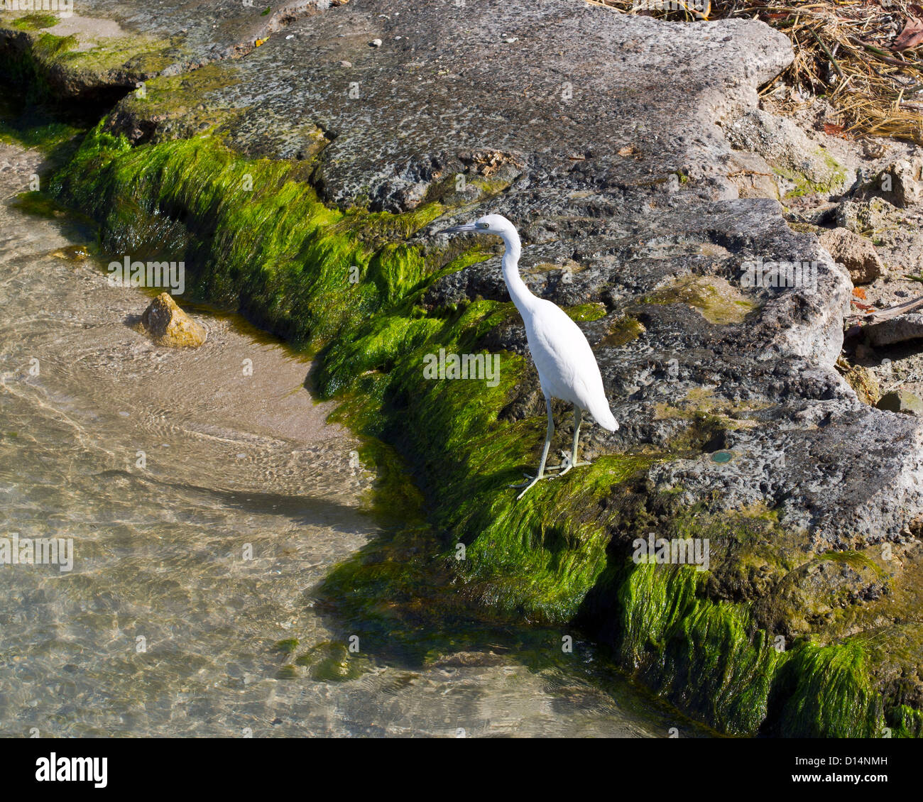 Little Blue Heron - Egretta caerulea - Bianco morph - a Sebastian ingresso sul litorale orientale della Florida Foto Stock