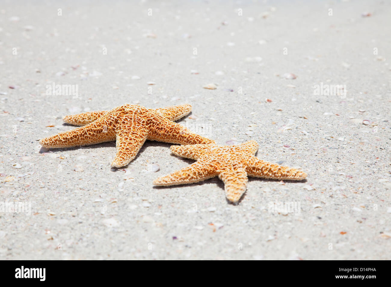 Stati Uniti d'America, Florida, San Pietroburgo, due stelle marine sulla sabbia Foto Stock