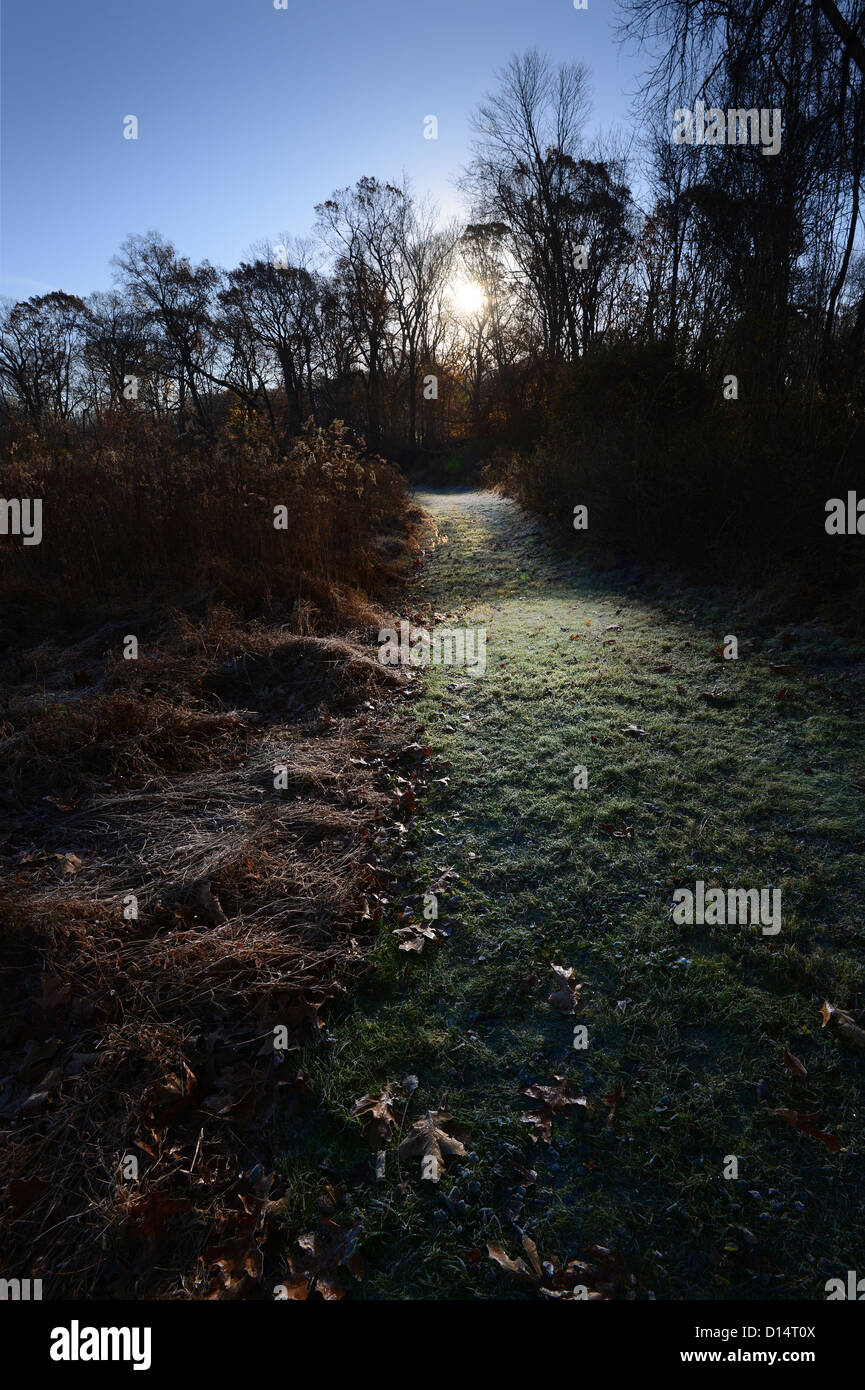 Il percorso attraverso la foresta illuminata dalla mattina presto Sun Foto Stock