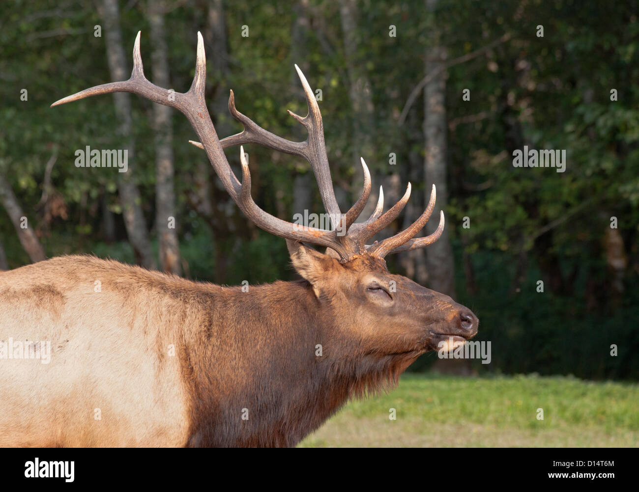 Bull Elk bugling California USA Foto Stock