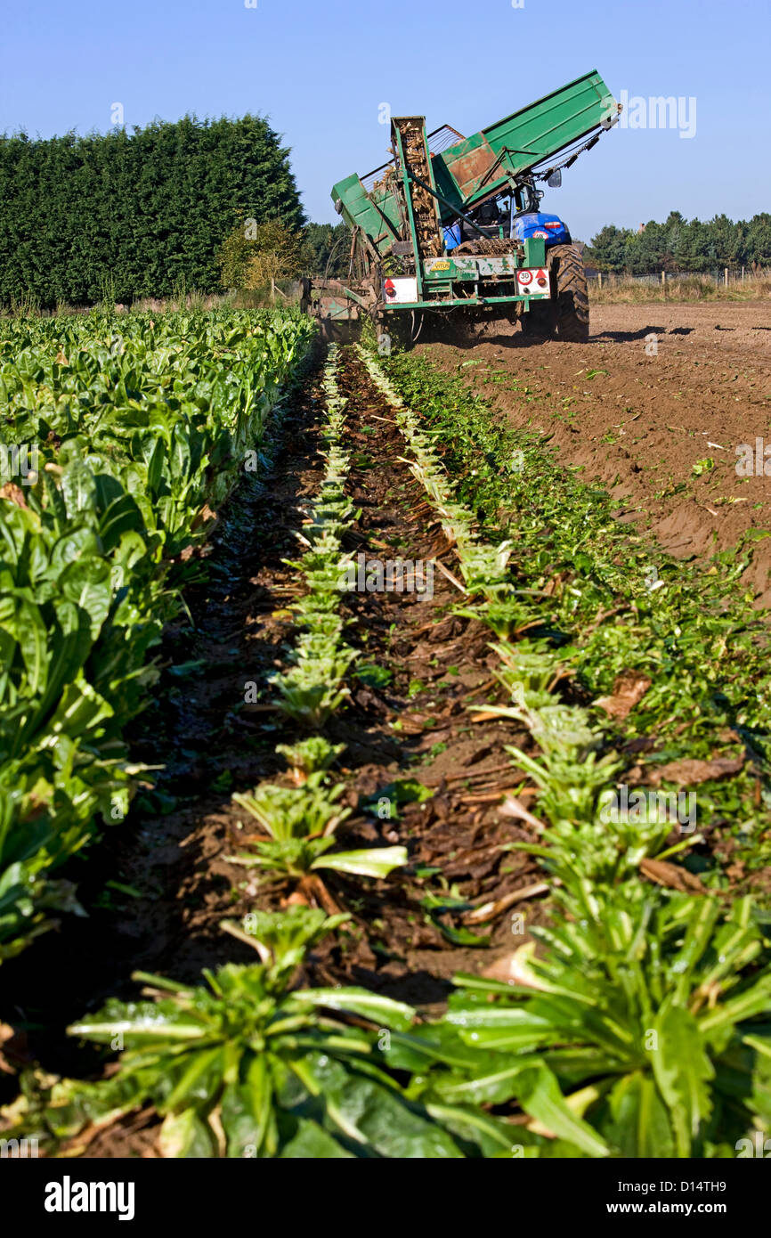 Campo con cicoria coltivati vegetali viene sollevato da un agricoltore a cavallo del trattore con trincia semovente Foto Stock