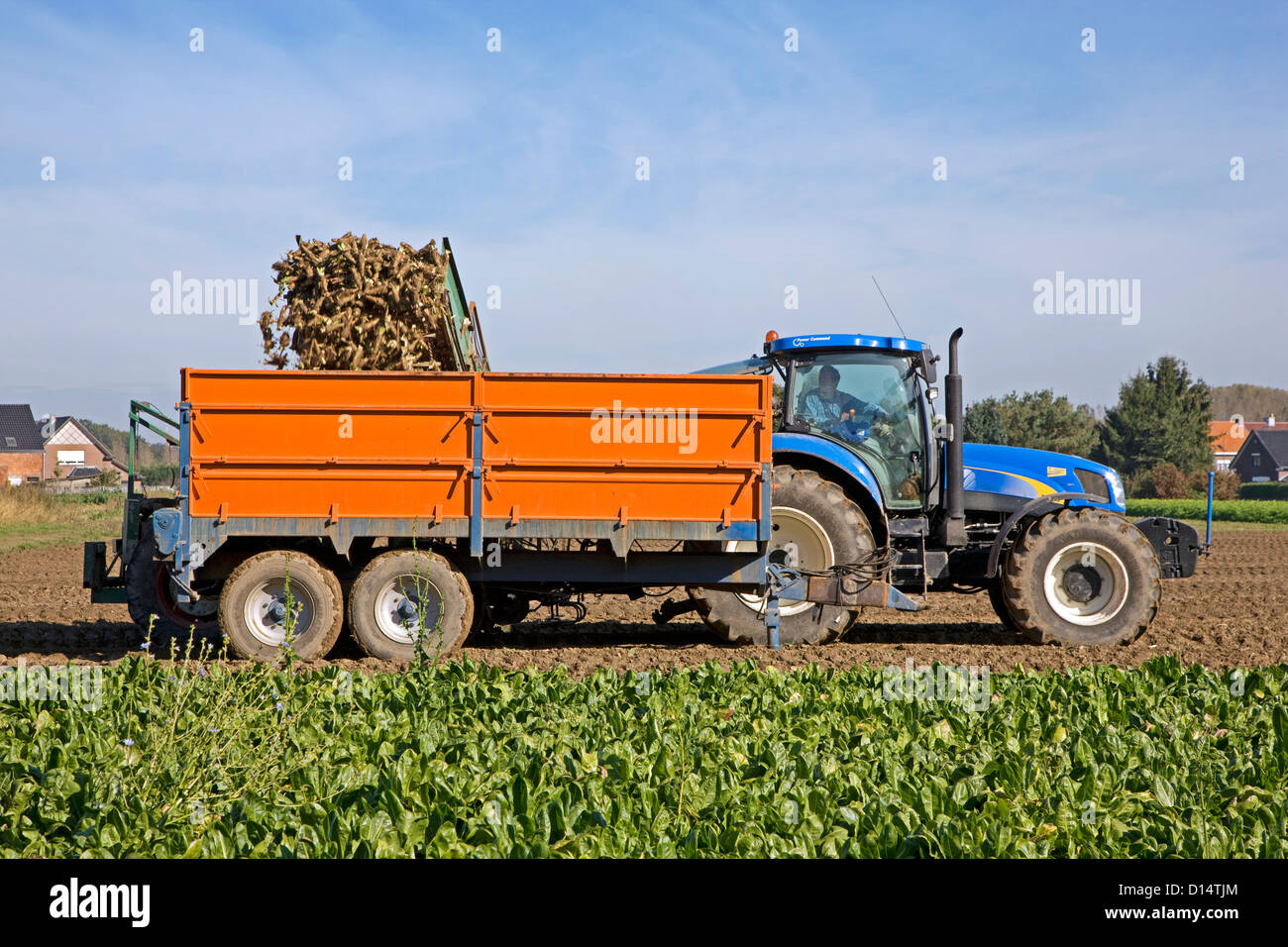 Campo con cicoria coltivati vegetali viene sollevato da un agricoltore a cavallo del trattore con trincia semovente Foto Stock
