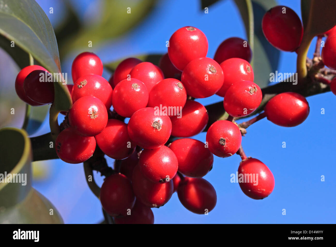 Red Holly bacche contro il cielo blu chiaro Foto Stock