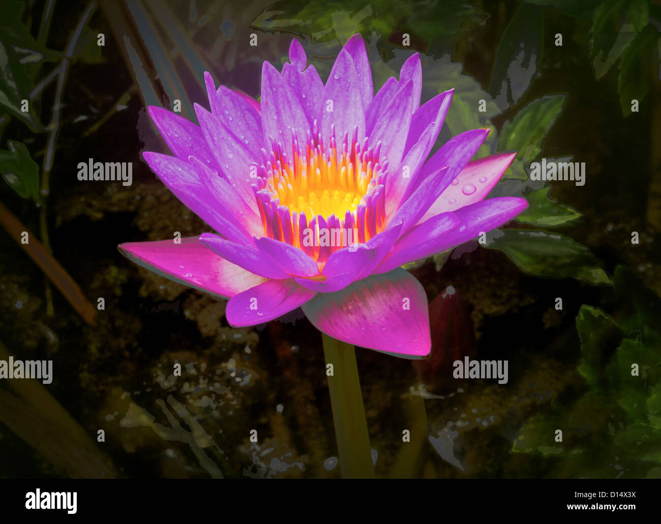 Il giglio di acqua è il fiore nazionale dello Sri Lanka Foto Stock
