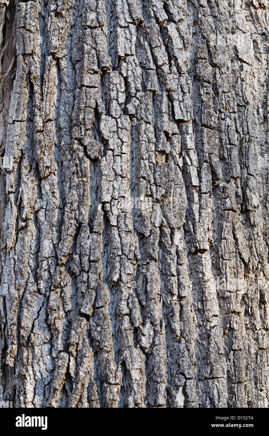 Texture e dettagli su un vecchio tronco di albero Foto Stock