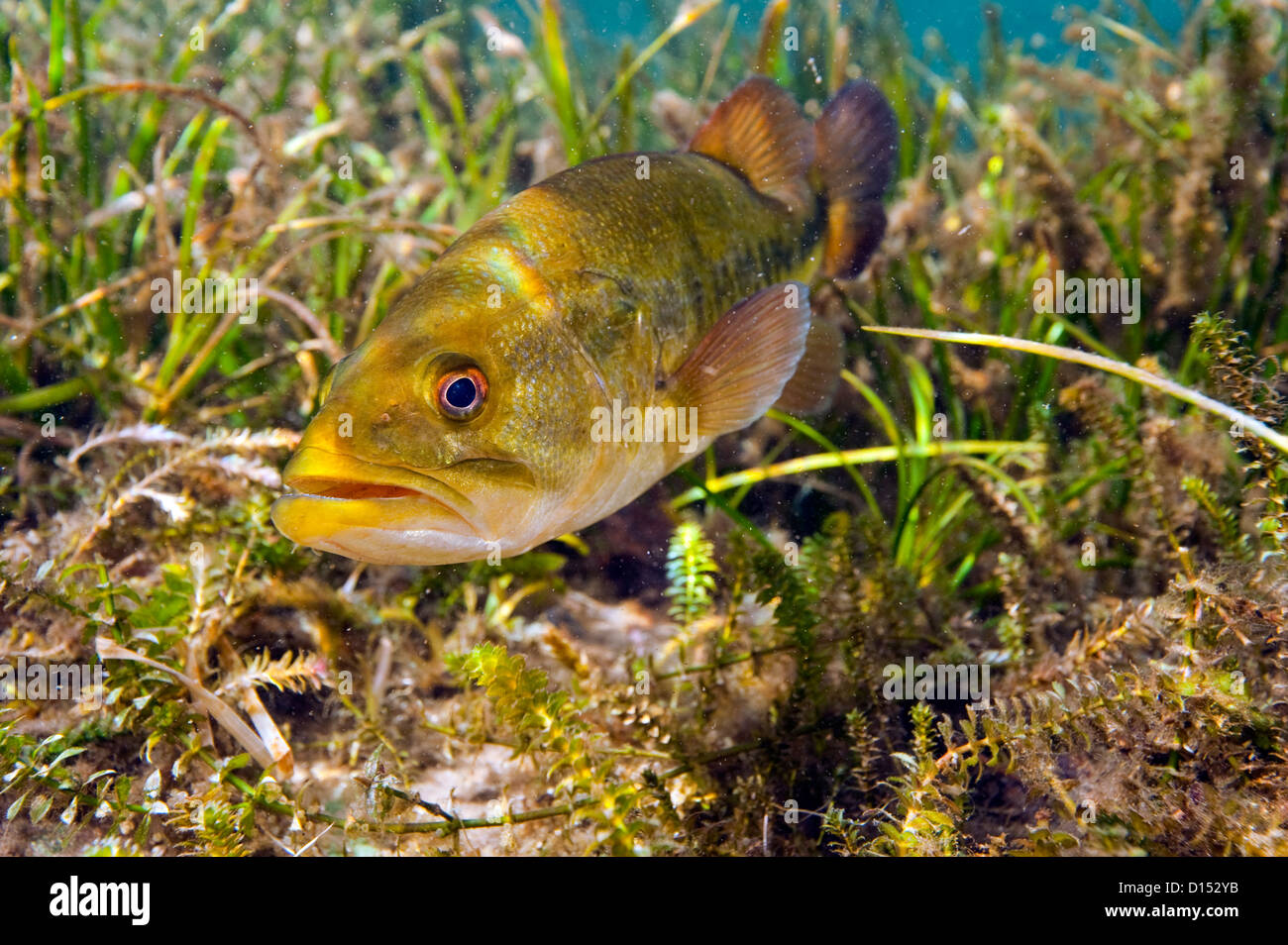 Un maschio grande bocca bass, micropterus salmoides, protegge il suo nido nel fiume arcobaleno nel nord-ovest della Florida, Stati Uniti. Foto Stock