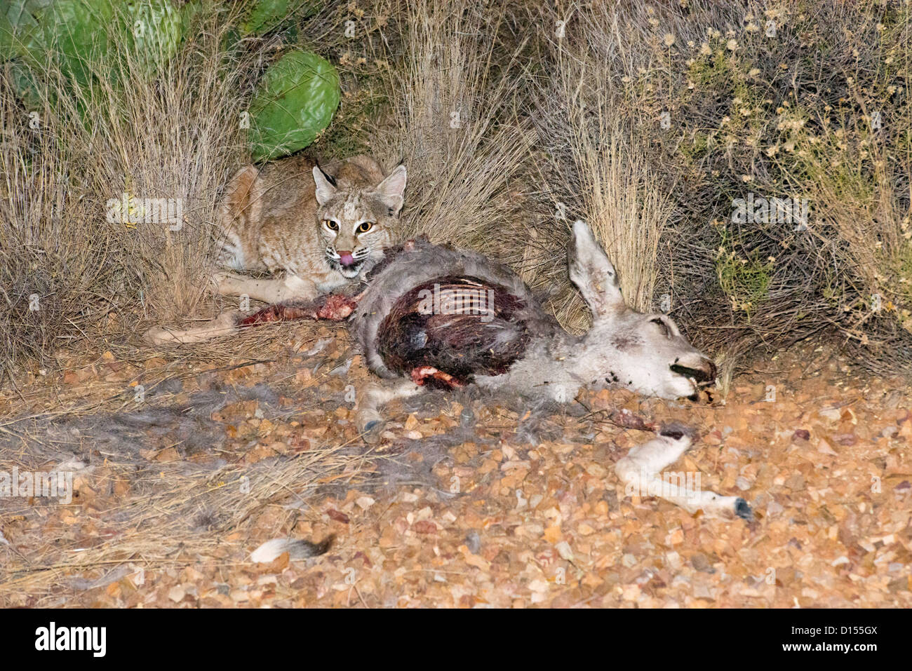 Bobcat Lynx rufus Tucson, Arizona, Stati Uniti 5 novembre adulto a Mule Deer Fawn ha ucciso il giorno prima. Felidae Foto Stock