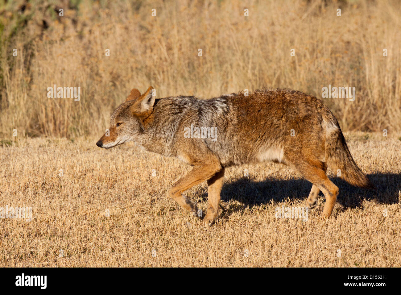 Coyote Canis latrans Tucson, Arizona, Stati Uniti 27 novembre adulto Canidae Foto Stock