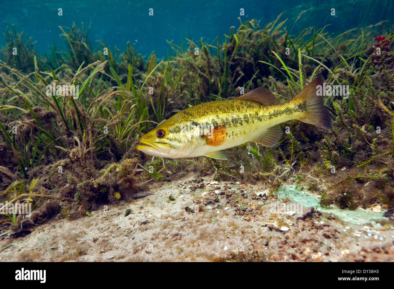 Grande bocca bass, micropterus salmoides, riposo sotto una fitta vegetazione e rami caduti nel fiume arcobaleno, FL Foto Stock