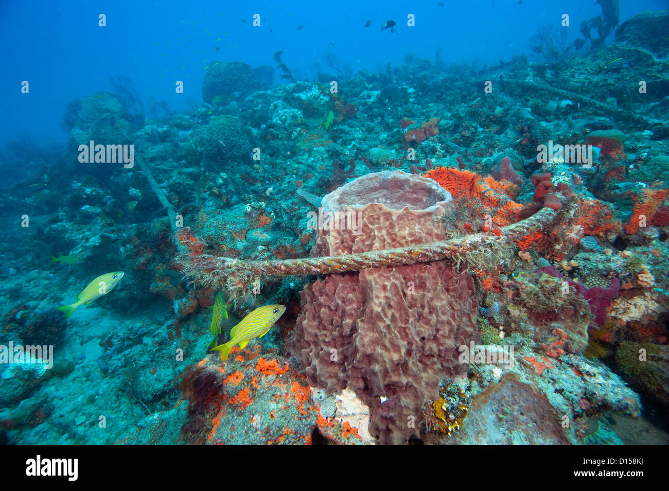 Un scartato la linea di ancoraggio danni delicato di spugne e coralli su breakers Reef in Palm Beach County, Florida, Stati Uniti. Foto Stock