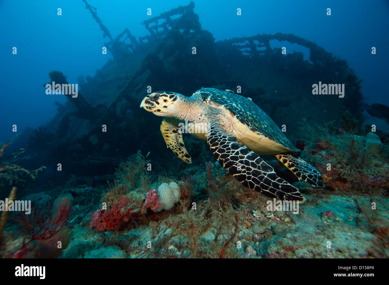 Hawksbill Tartarughe Marine, Eretmochelys imbricata, nuota passato un artifiical reef in Palm Beach County, FL. Foto Stock