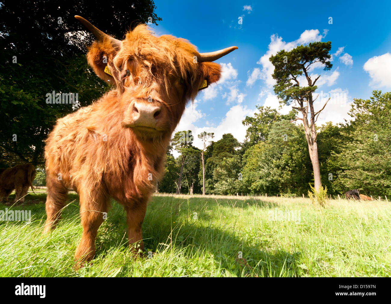 Bestiame dell'altopiano Foto Stock